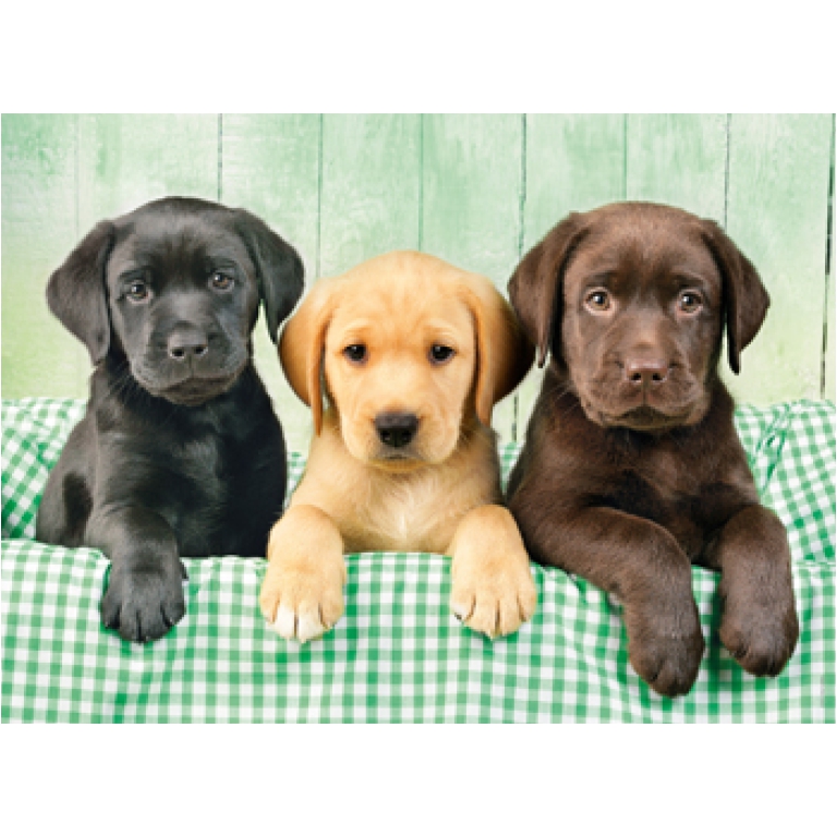 PUZZLE 1000PZ I TRE LABRADOR 2