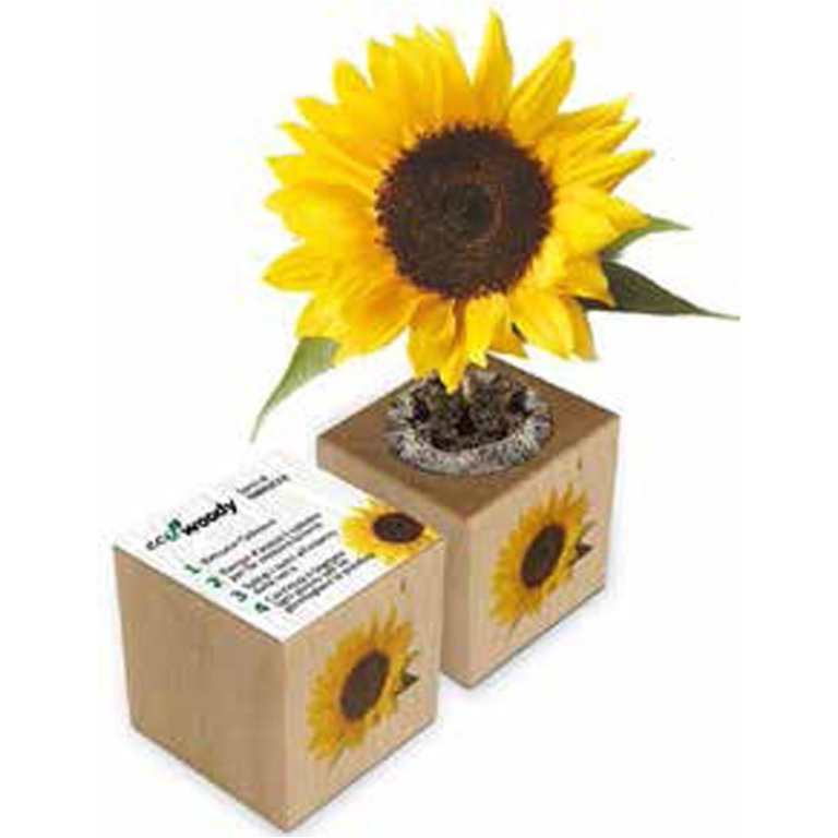 CUBO LEGNO MAGNETICO 12PZ CON SEMI DI GIRASOLE