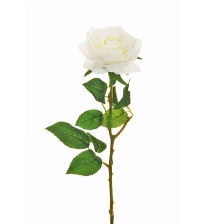 FIORE ROSA H65CM ECUADOR BIANCO