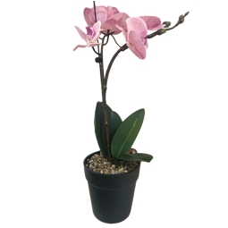 VASO PHALAENOPSIS 46CM   RAMI ORCHIDEA ROSA ANTICO