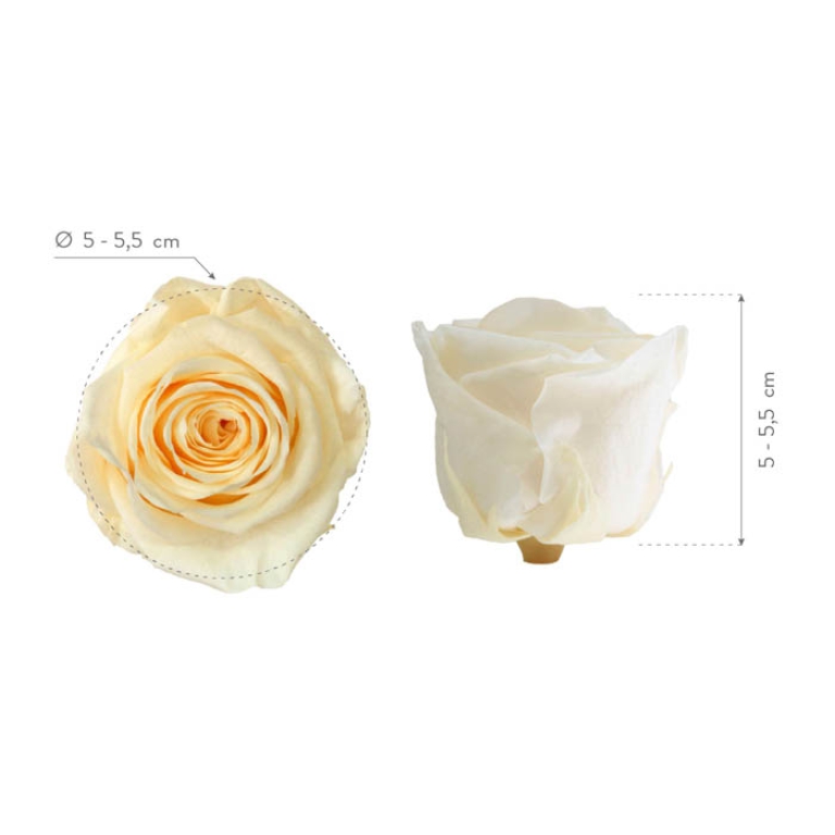 ROSA STABILIZZATA D5,5CM STANDARD 6PZ CHAMPAGNE 3