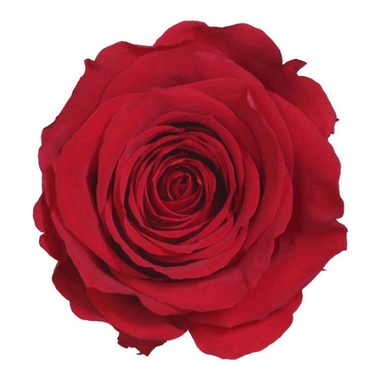 ROSA STABILIZZATA D5,5CM STANDARD 6PZ ROSSA 2