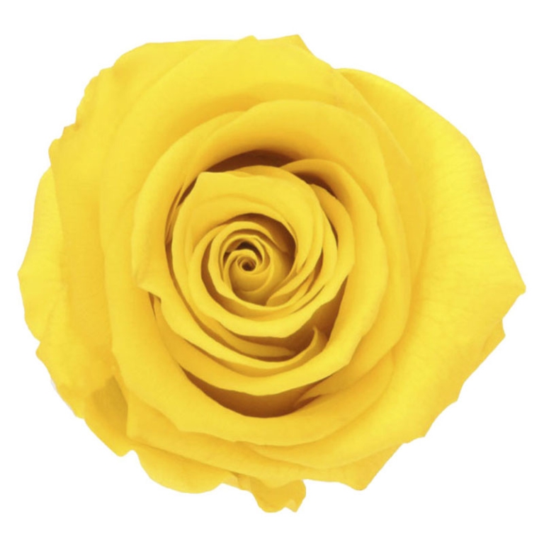 ROSA STABILIZZATA D5,5CM STANDARD 6PZ GIALLO BRILL 2