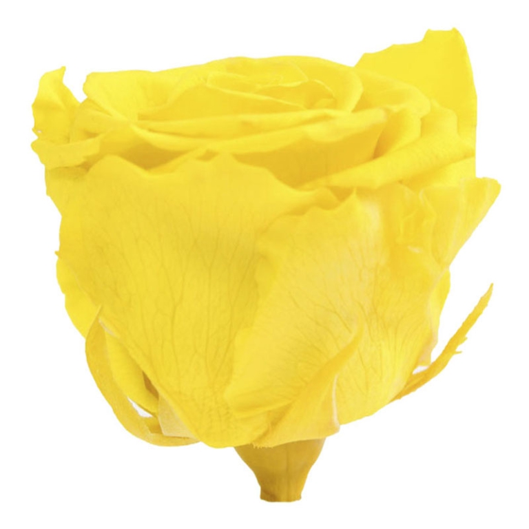 ROSA STABILIZZATA D5,5CM STANDARD 6PZ GIALLO BRILL 3