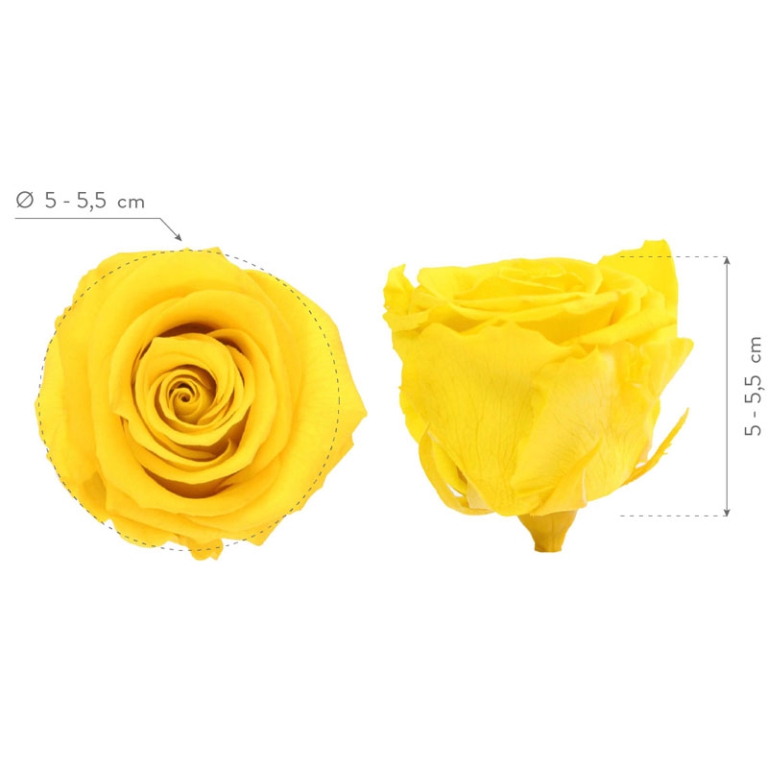 ROSA STABILIZZATA D5,5CM STANDARD 6PZ GIALLO BRILL 5