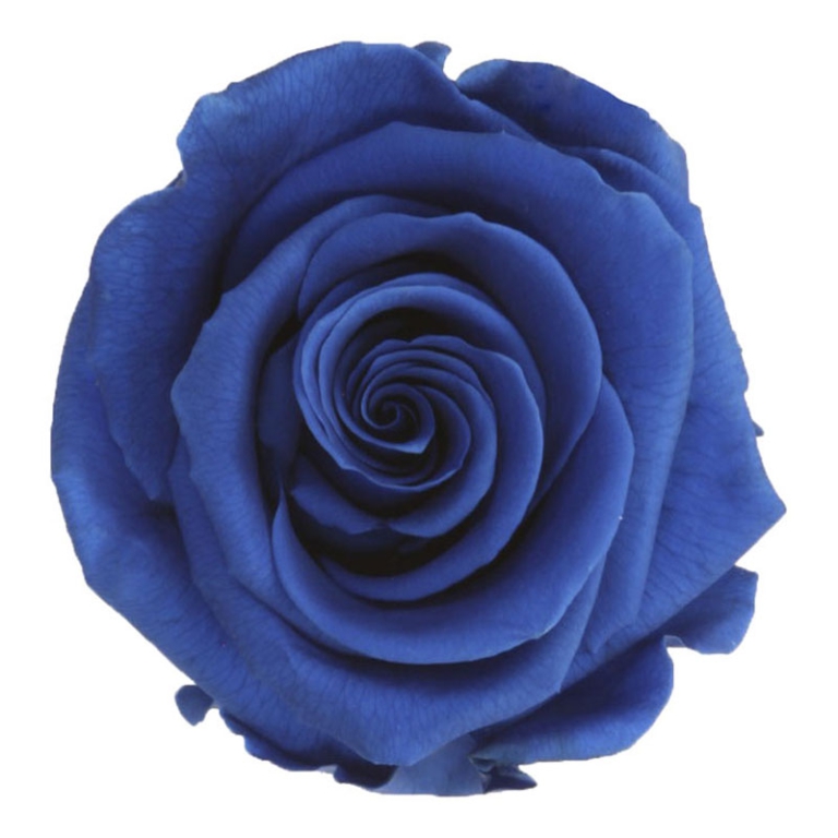 ROSA STABILIZZATA D5,5CM STANDARD 6PZ BLU 2