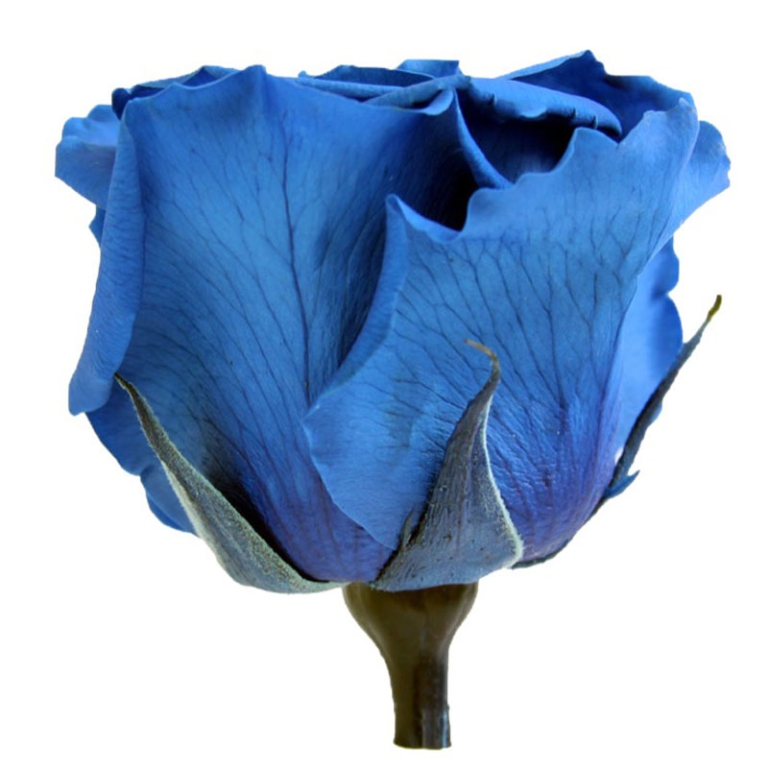 ROSA STABILIZZATA D5,5CM STANDARD 6PZ BLU 3