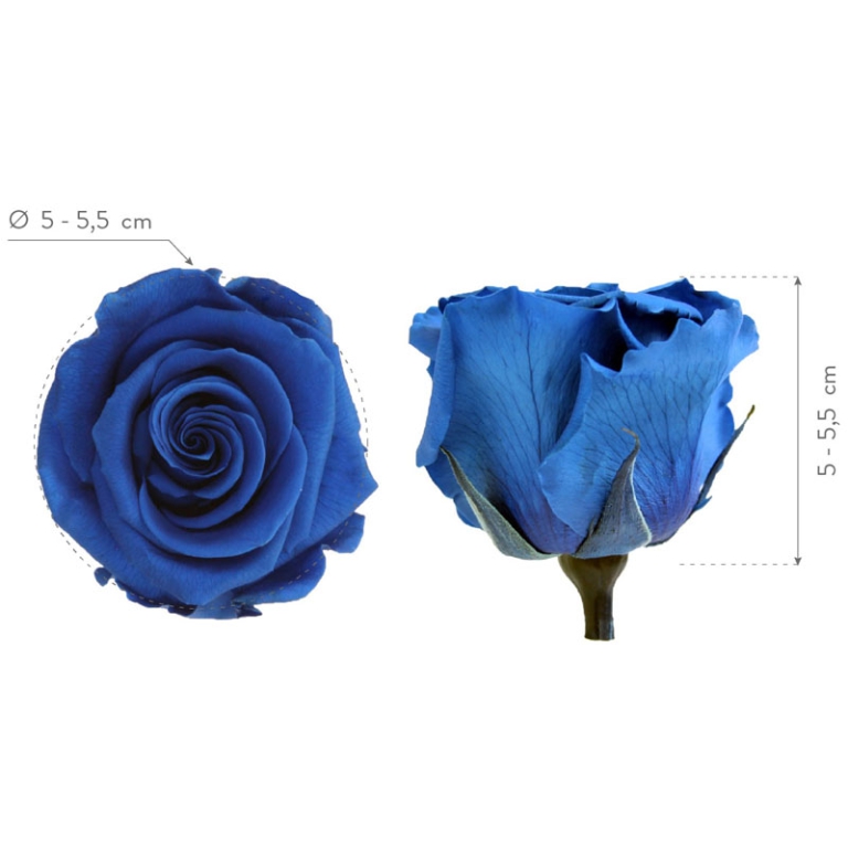 ROSA STABILIZZATA D5,5CM STANDARD 6PZ BLU 5