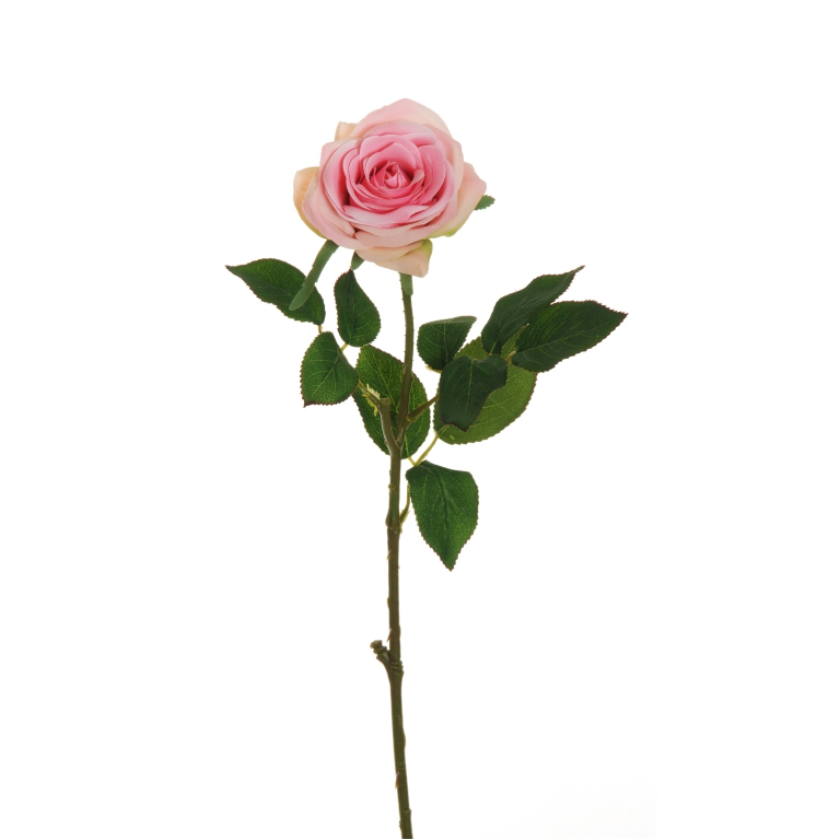 FIORE ROSA ECUADOR H65CM ROSA